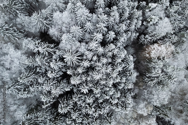 Obraz Schneebedeckte Bäume von oben