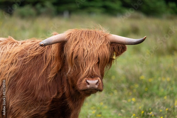 Obraz Highlandrind I