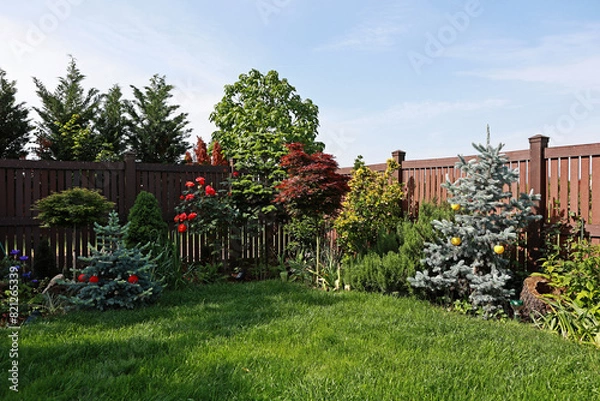 Obraz Garden corner with conifers and deciduous trees. Concolor Fir, Palm Maple, Baby Blue Fir.