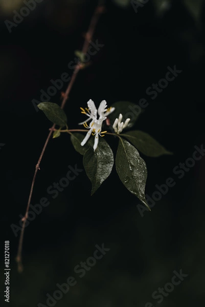 Obraz Spring flowering Honeysuckle with dark background