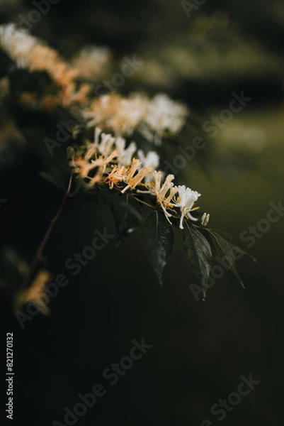 Obraz Spring flowering Honeysuckle with dark background
