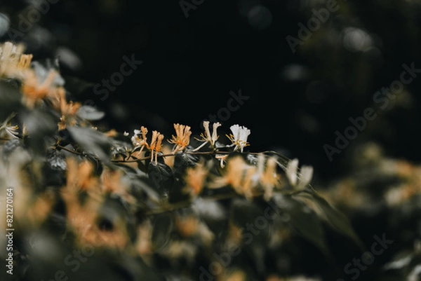 Obraz Spring flowering Honeysuckle with dark background