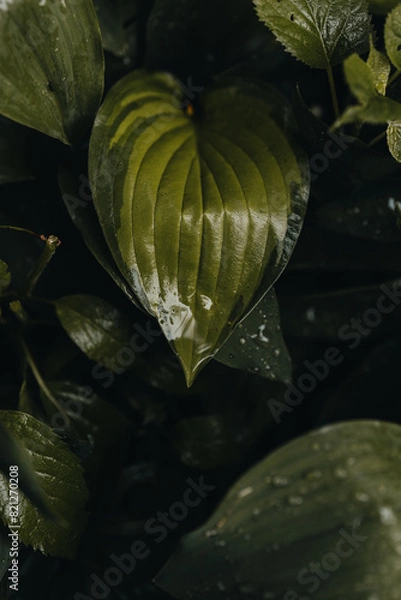 Obraz Large Green foliage 