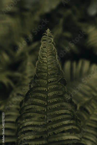 Obraz LArge fern leaf