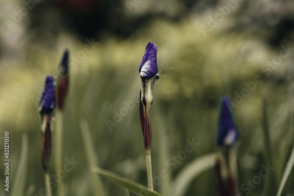 Obraz A purple Bearded Iris with morning dew. 
