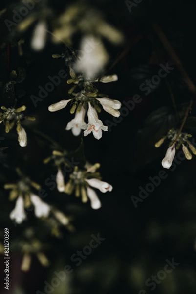 Obraz Spring bell shaped white flowers with dark background