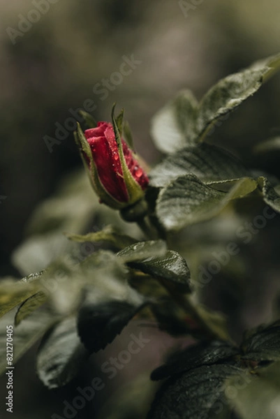 Obraz Spring rose ready to bloom with dew droplets