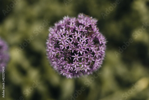 Obraz  Allium flower ball in spring