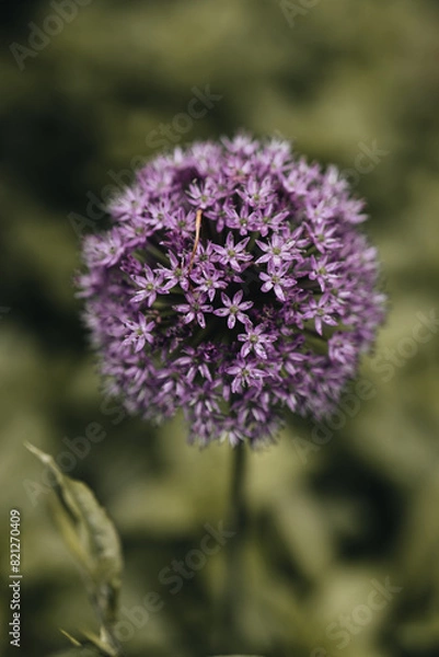 Obraz  Allium flower ball in spring
