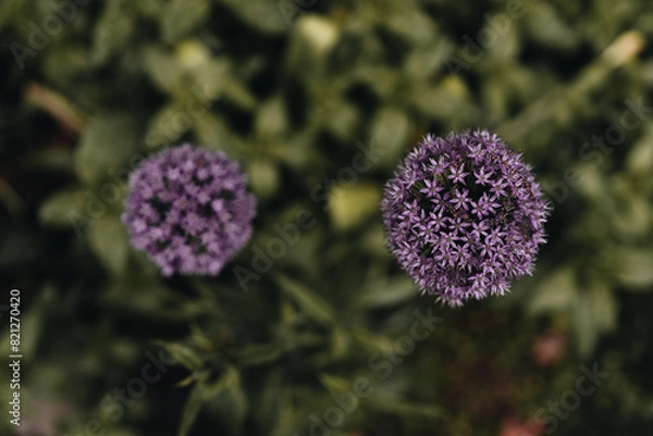 Obraz  Allium flower ball in spring