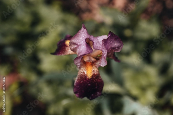 Obraz A purple and pink Bearded Iris with morning dew. 