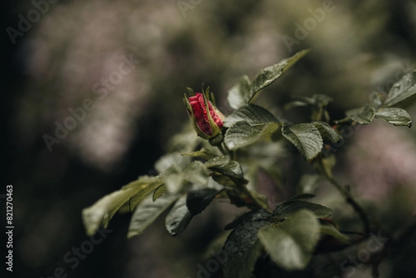 Obraz Spring rose ready to bloom with dew droplets