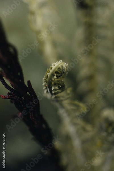 Obraz Curling ferns in spring