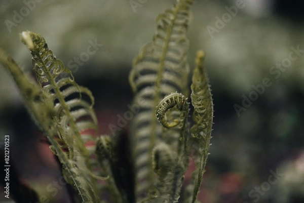 Obraz Curling ferns in spring