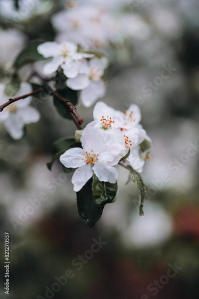 Obraz Spring Apple tree white flowers