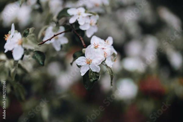 Obraz Spring Apple tree white flowers
