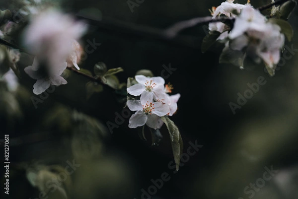 Obraz Spring Apple tree white flowers