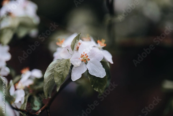 Obraz Spring Apple tree white flowers