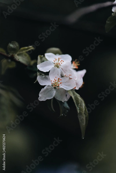 Obraz Spring Apple tree white flowers