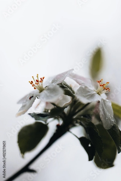 Obraz Spring Apple tree white flowers