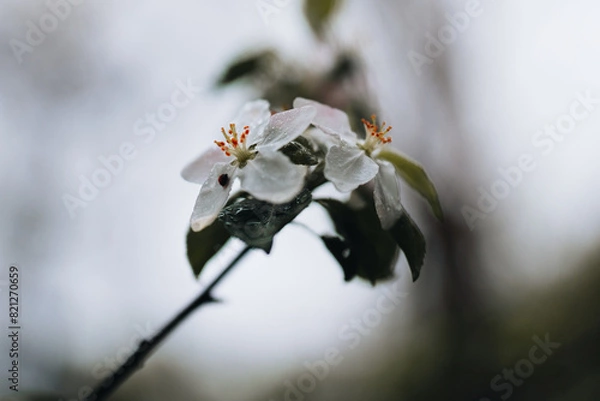 Obraz Spring Apple tree white flowers
