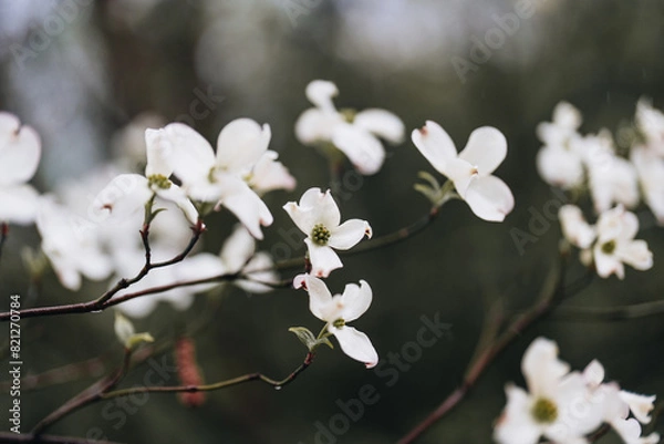 Obraz Dogwood Tree white flowers blooming in spring with dark background