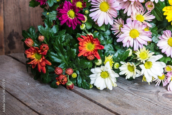 Obraz Mutlicolor chrysanthemums on rustic wood background