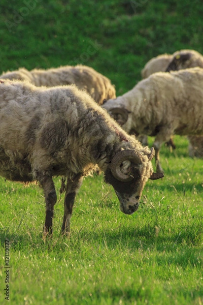 Fototapeta pasture of sheep