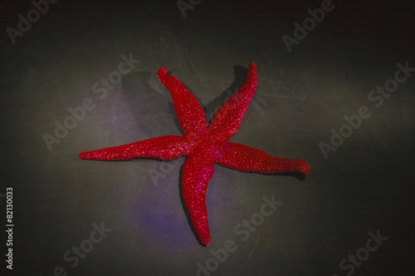 Fototapeta Sea star on white background