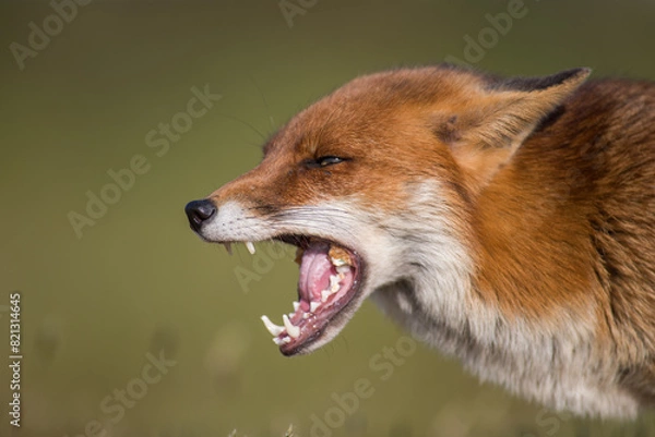 Fototapeta  Close-up of a red fox (Vulpes vulpes) screaming in Summer in Kent, United Kingdom