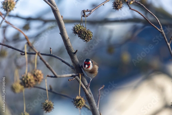 Fototapeta white mill