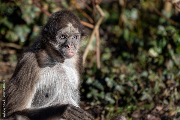 Fototapeta monkey face