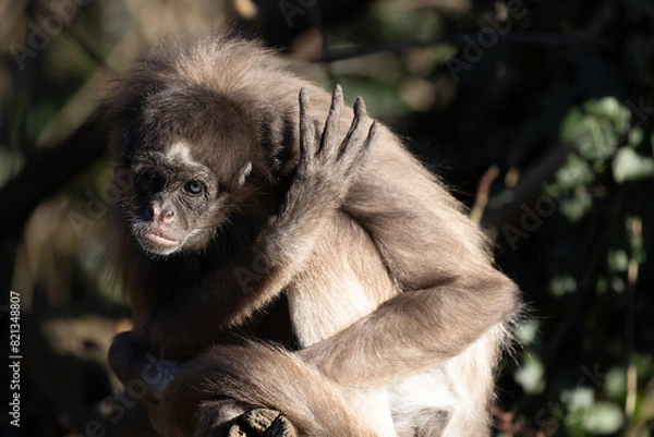 Fototapeta I want four 