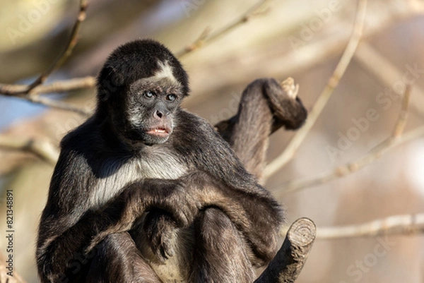 Fototapeta monkey face