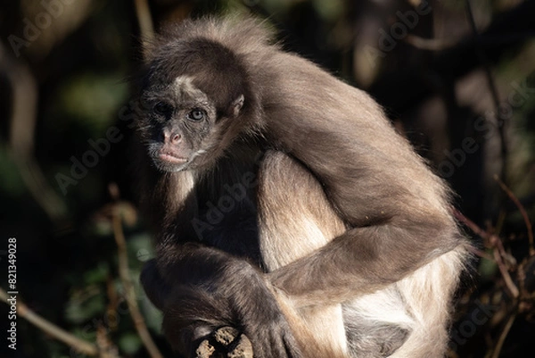 Fototapeta monkey face