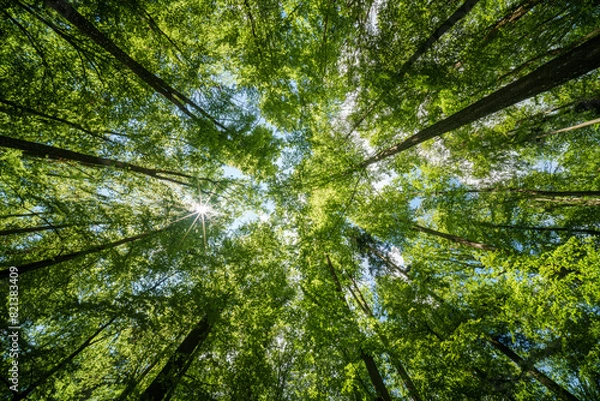 Fototapeta Observing the sun shining through the trees in a lush forest, sustainability