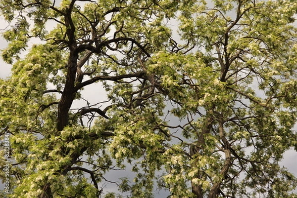 Fototapeta Big Acacia tree on the background of rain clouds