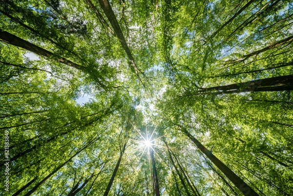 Fototapeta Observing the sun shining through the trees in a lush forest, sustainability