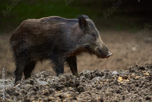 Fototapeta Juvenile wild hog in the forest