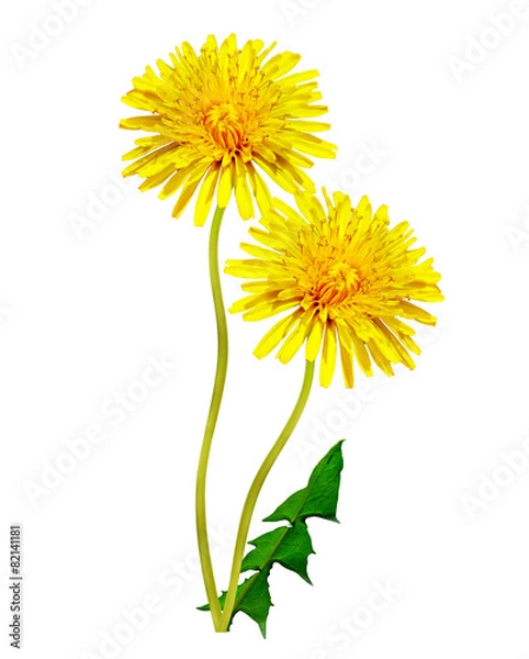 Fototapeta dandelion flowers isolated on white background