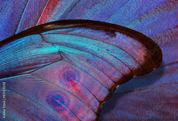 Fototapeta abstract pattern of bright colorful wings of a tropical morpho butterfly. ornament of butterfly wings. close up