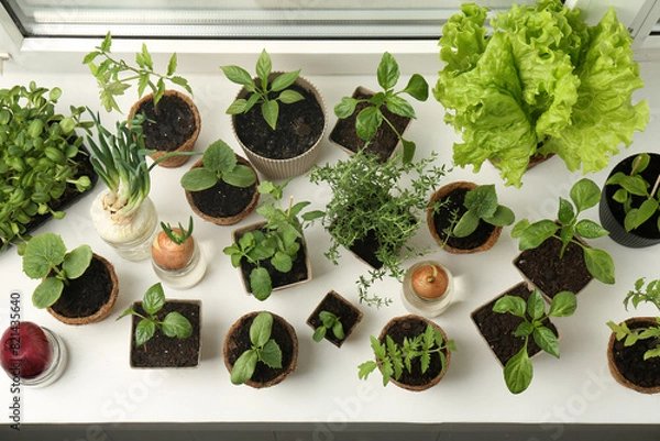 Fototapeta Many different seedlings in pots and sprouted onions on window sill, above view