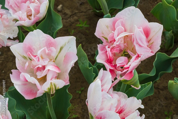 Fototapeta ピンク色の可愛いチューリップ