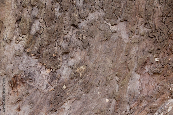 Fototapeta Tree bark texture background.