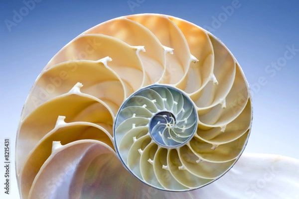Obraz Nautilus
