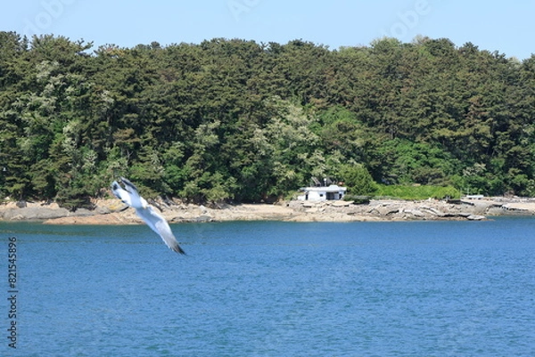 Obraz 섬 과 갈매기
