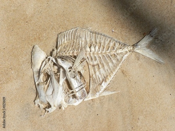 Obraz squelette de poisson