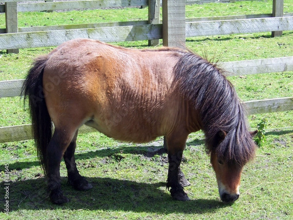 Obraz kuc szetlandzki 2