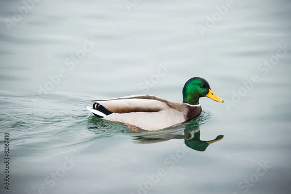 Obraz duck is swimming