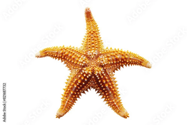 Fototapeta Starfish Isolated on transparent background